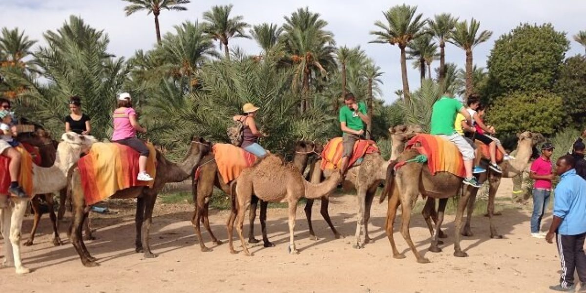 balade-dromadaire-marrakech-1